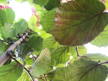 Close-up of fresh green leaves on branch