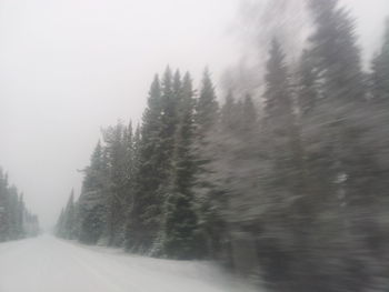 Road passing through forest