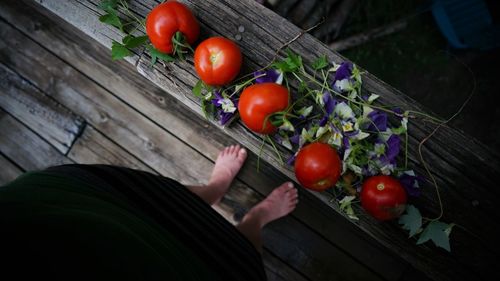 High angle view of person holding tomatoes