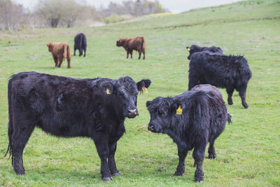 Beautiful long-haired cows graze on a pasture in denmark