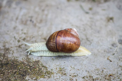 Close-up of snail on land