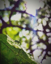 Close up of insect on leaf