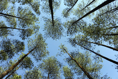 Low angle view of trees against sky