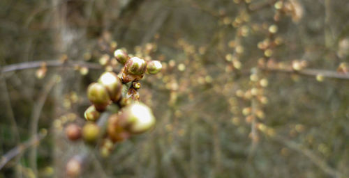 Close-up of plant