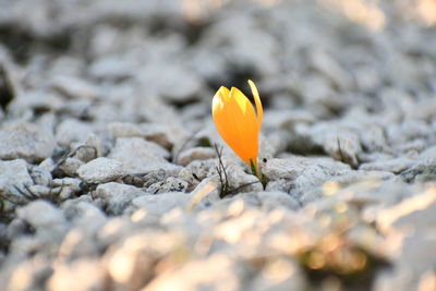 Close-up of yellow flower