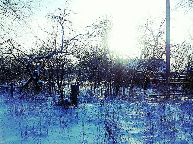 tree, bare tree, winter, tranquility, cold temperature, field, snow, nature, tranquil scene, weather, branch, season, beauty in nature, landscape, fence, clear sky, scenics, growth, grass, day