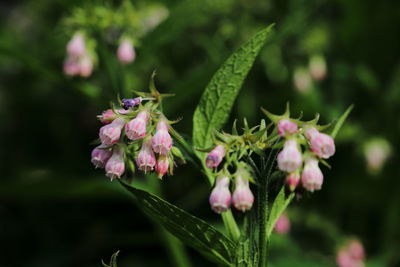 Close-up of pink flowering plant