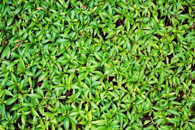 Full frame shot of plants growing on field