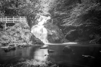 Scenic view of waterfall in forest