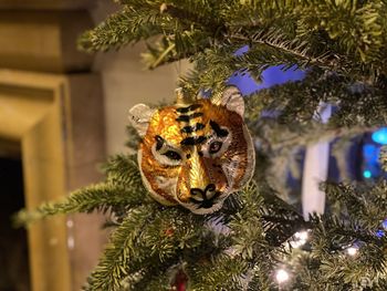 Close-up of christmas tree