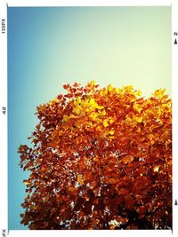 Low angle view of trees against clear sky