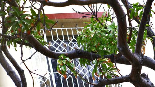 Low angle view of bird perching on tree