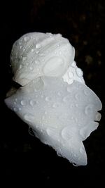 Close-up of wet white rose blooming against black background