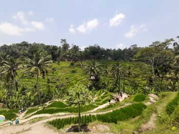 Scenic view of trees on field against sky