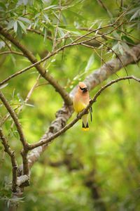 Low angle view of cedar waxwing perching on branch