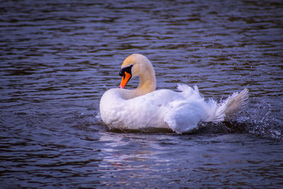 Swan floating on lake