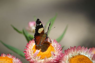 Close-up of butterfly pollinating on flower