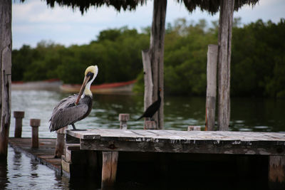 A pelican an a black heron resting on a dock at rio lagartos, yucatan.