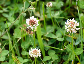 Close-up of bee on flower