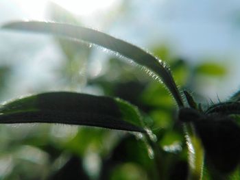 Close-up of plant