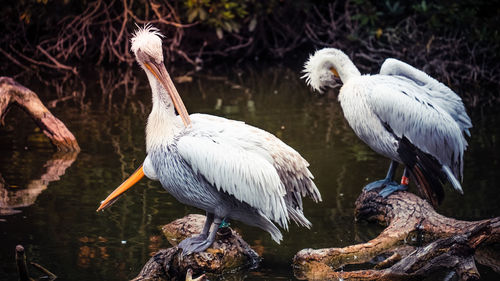 Birds perching on a lake