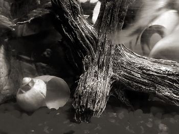 Close-up of leaf in water