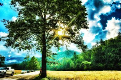 Trees on field against cloudy sky