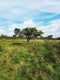 Tree on field against sky