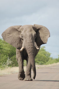 Elephant standing against sky