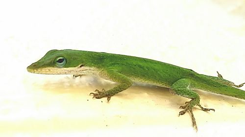 Close-up of lizard