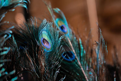 Close-up of peacock