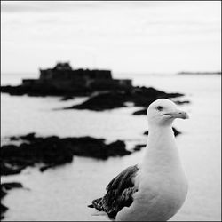 Close-up of seagull against sky