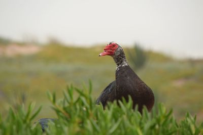 Side view of a bird on field