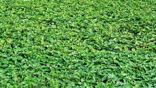 Full frame shot of plants on field