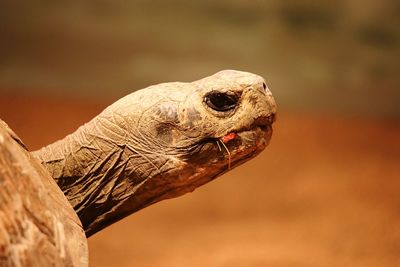 Close-up of turtle 