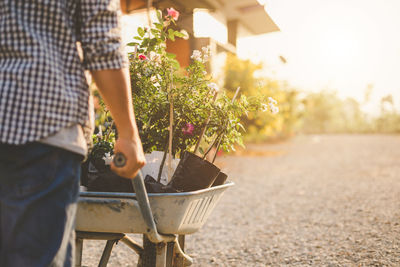 Midsection of person holding flowering plant in basket