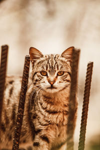 Close-up portrait of tabby cat