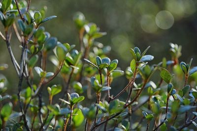 Close-up of leaves growing on plant