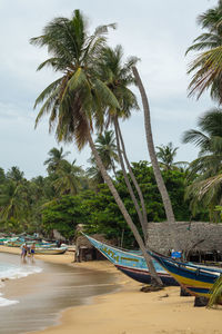 Palm trees by swimming pool against sky