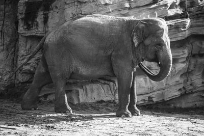 Horse in zoo