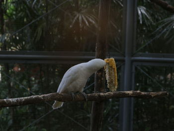 Close-up of bird perching on branch