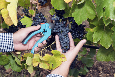 Cropped hands of farmer cutting grapes in vineyard