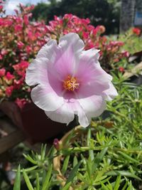 Close-up of pink flowering plant