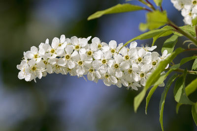 Close-up of white flowering plant