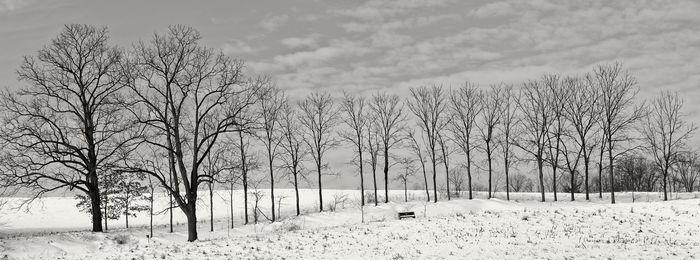 Bare trees on field against sky during winter