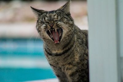Close-up of a relaxed cat yawning
