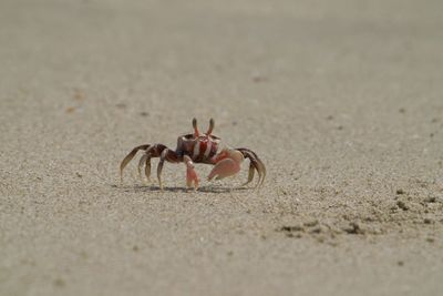 Close-up of spider on sand at beach