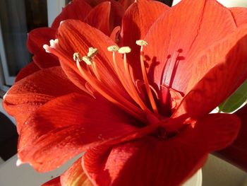 Close-up of red hibiscus blooming outdoors