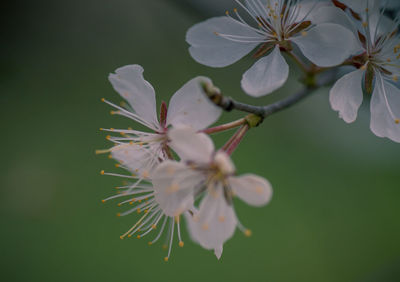 Close-up of white flowers blooming on tree