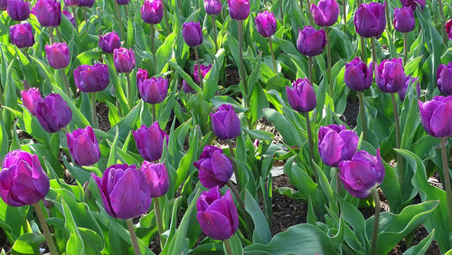 Close-up of purple tulip flowers in field